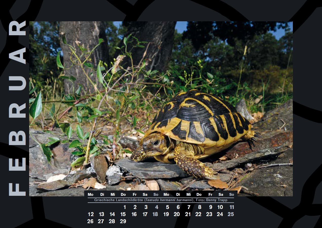 Schildkröten-Kalender 2024
