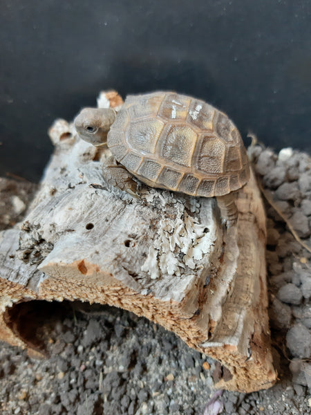 Kleine Griechische Landschildkröte auf Korkröhre