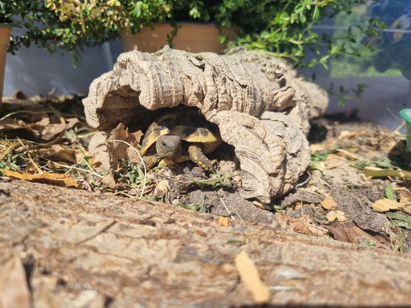 Griechische Landschildkröte in einer Korkröhre