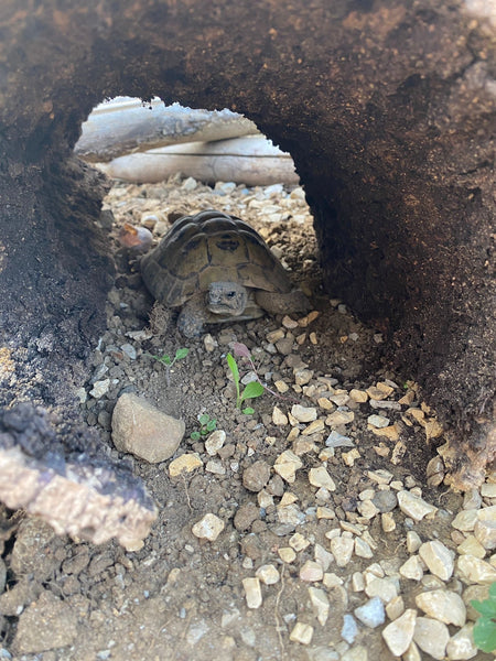 Korkhöhle für Schildkröten