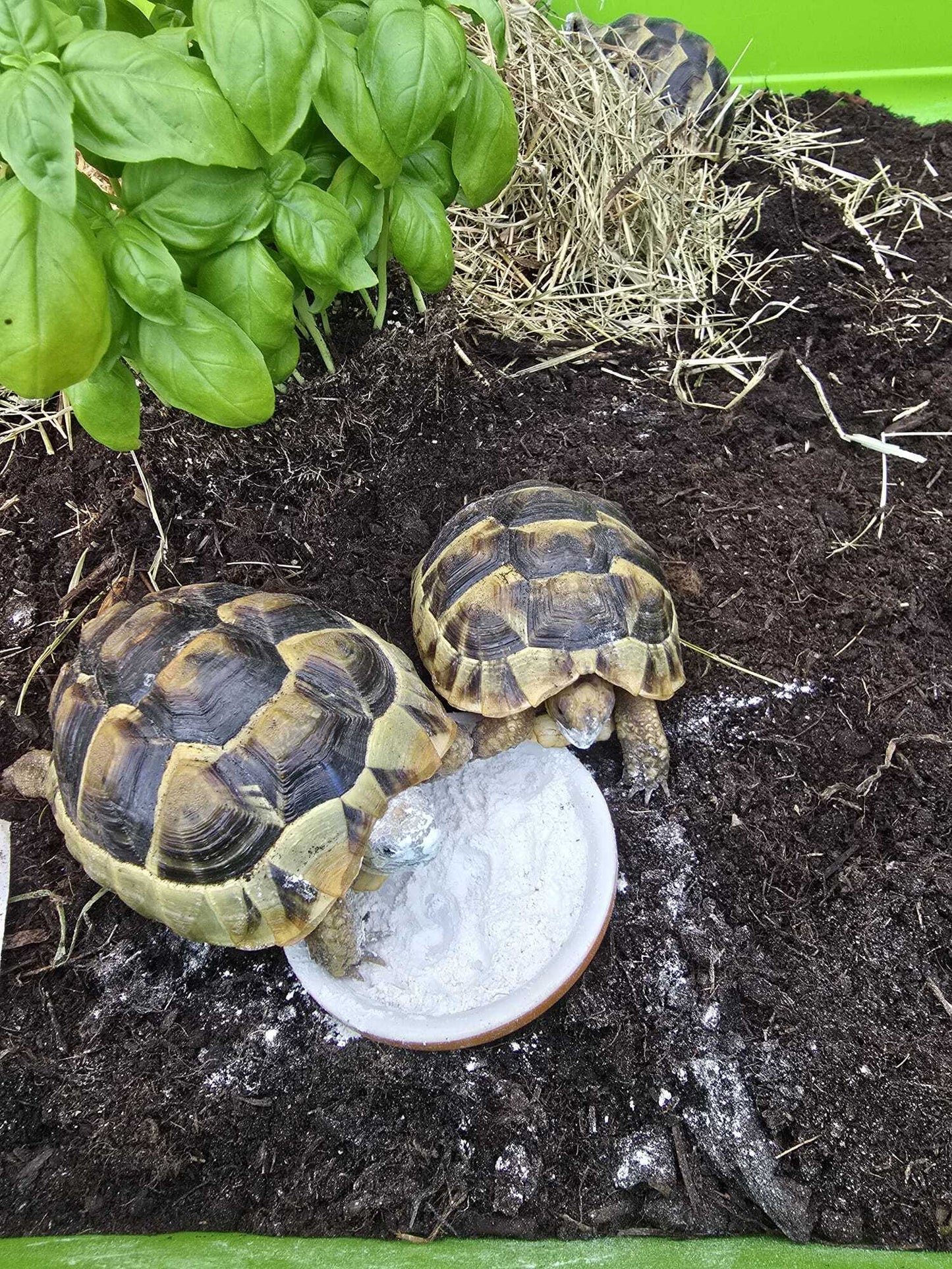 Zwei Griechische Landschildkröten fressen Algenkalk