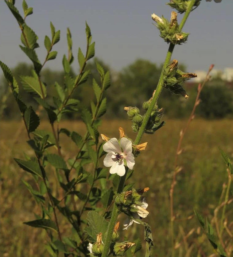 Althaea officinalis