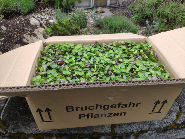 Bruchgefahr Golliwoog-Pflanzen