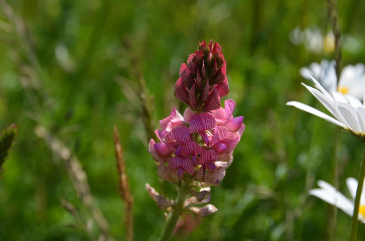 Esparsette - Onobrychis viciifolia