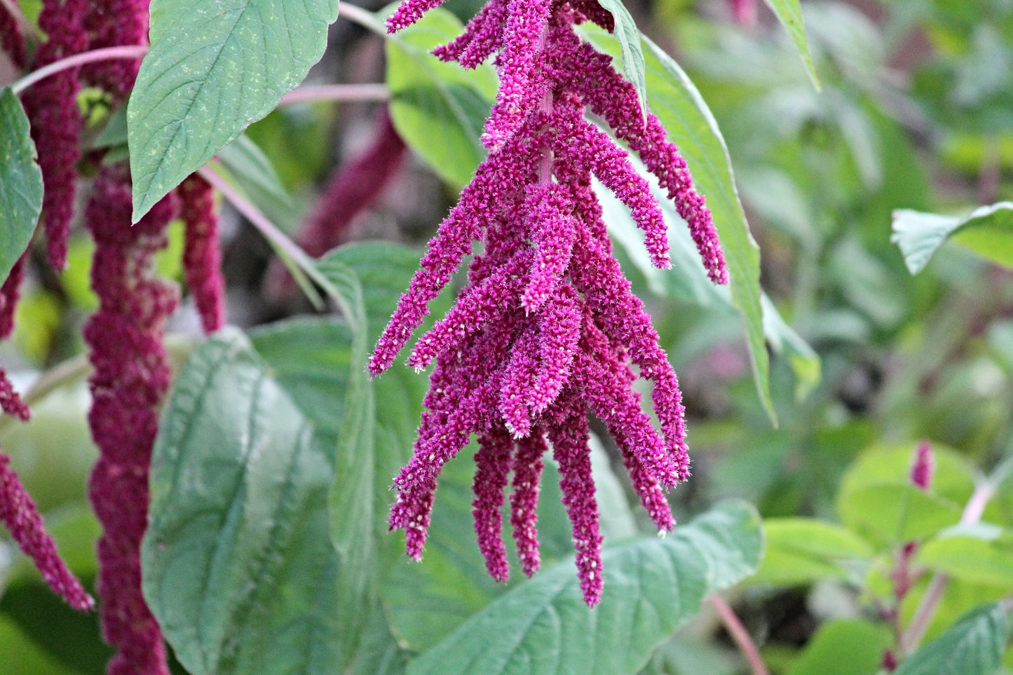 Fuchsschwanz - Amaranthus caudatus für Landschildkröten