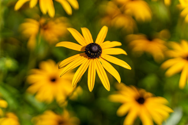 Gelber Sonnenhut - Rudbeckia fulgida var. sullivantii