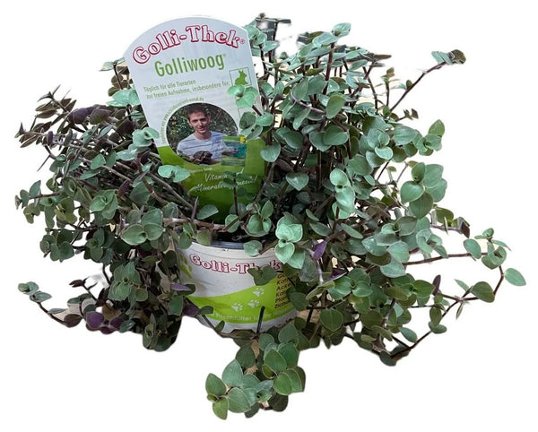 Golli-Thek Golliwoog