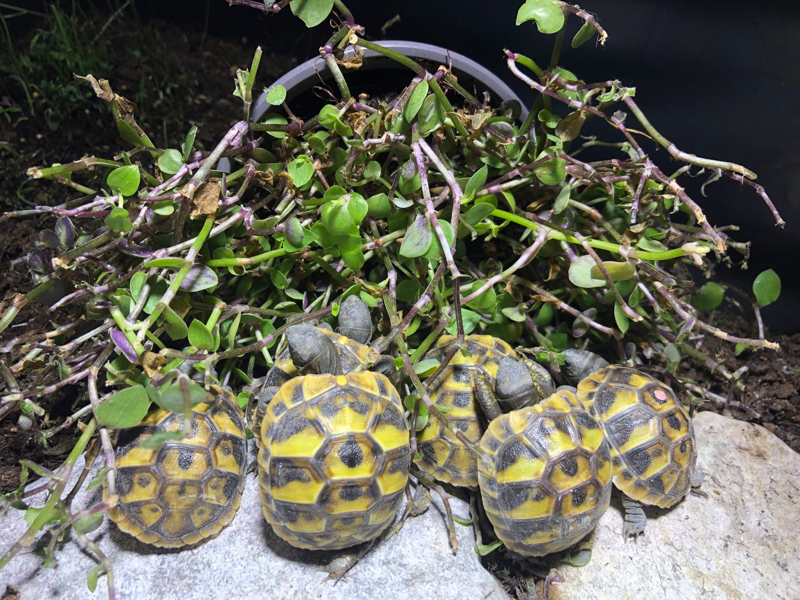 Golliwoog® (Callisia repens) - DIE Futterpflanze für Schildkröten