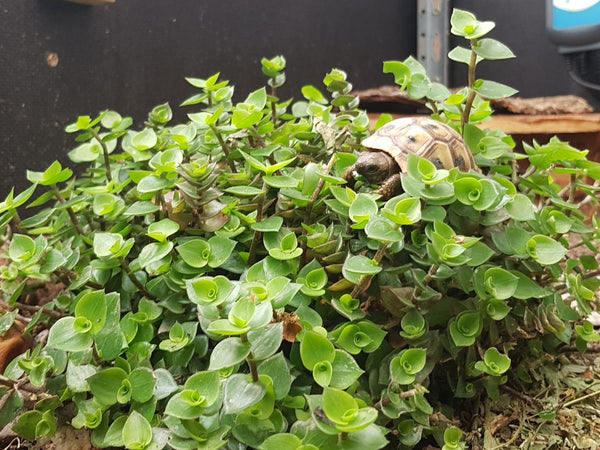 Kleine Landschildkröte auf Golliwoog