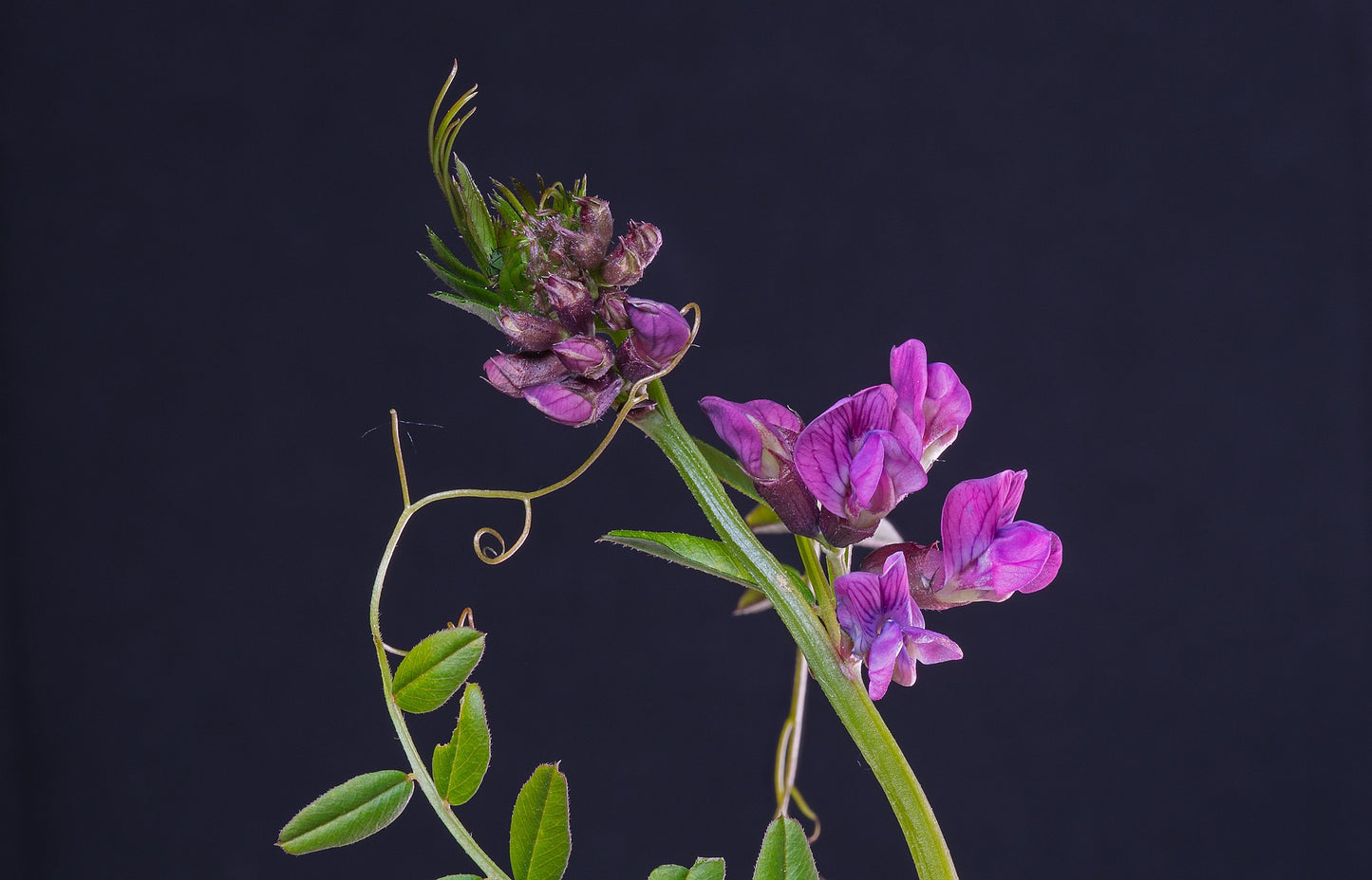 Wicke ist eine Kletterpflanze