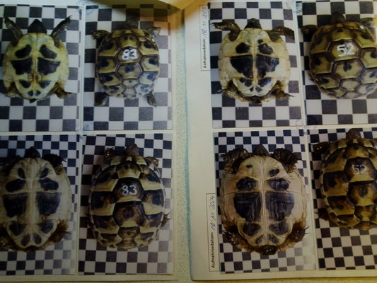 Griechische Landschildkröten