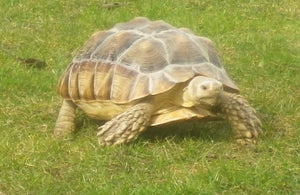 Sporenschildkröten