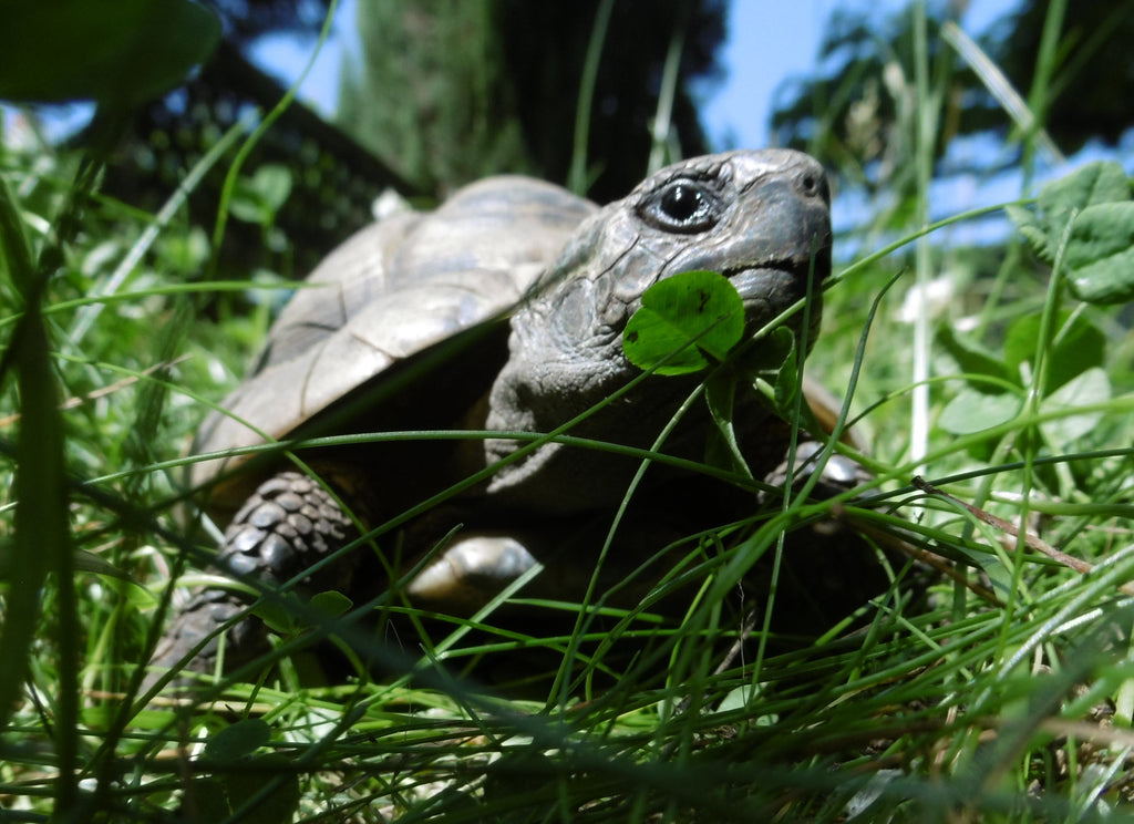 Griechische Landschildkröten abzugeben