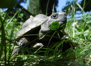 Griechische Landschildkröten abzugeben
