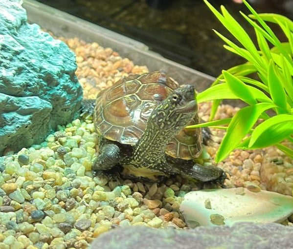 Chinesische Dreikielschildkröte