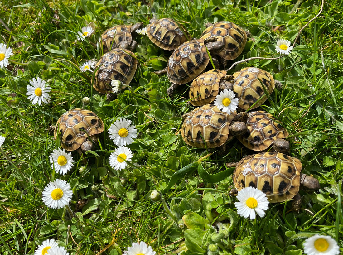 Griechische Landschildkröten NZ 2025 zu verkaufen