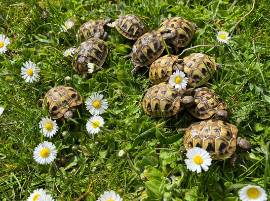 Griechische Landschildkröten NZ 2025 zu verkaufen