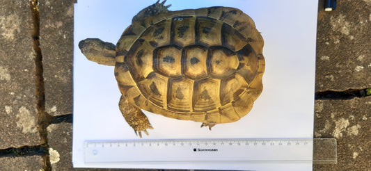 Griechische Landschildkröten zu verkaufen