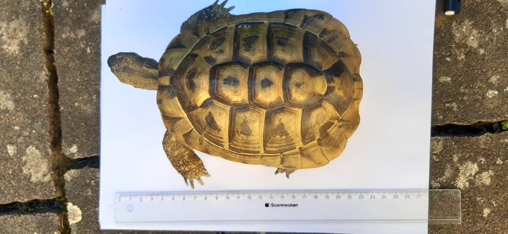 Griechische Landschildkröten zu verkaufen