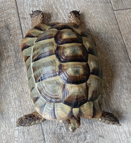 Maurische Landschildkröte (weiblich) zu verkaufen