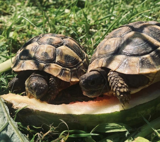 Griechische Landschildkröten