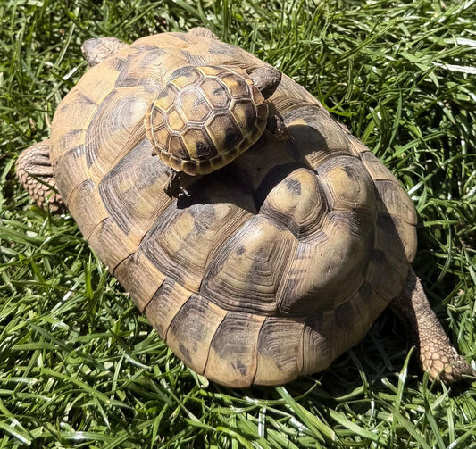 Griechische Landschildkröte