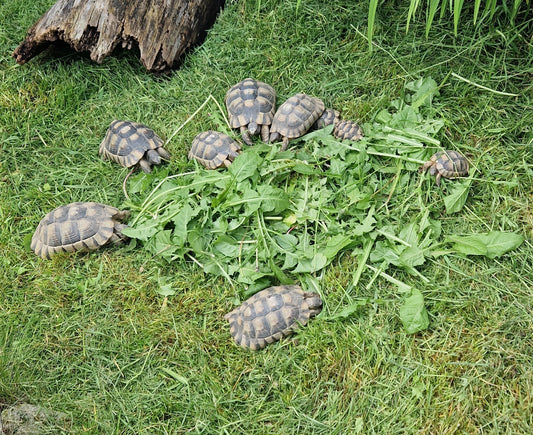 Breitrandschildkröten, testudo Marginata zu verkaufen