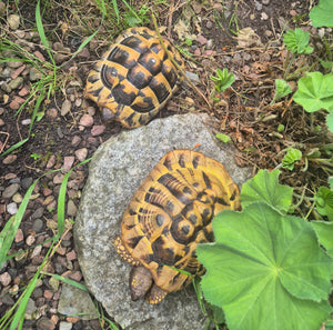 3 griechische Landschildkröten