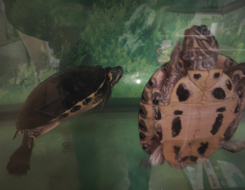 Gelbwangenschildkröten