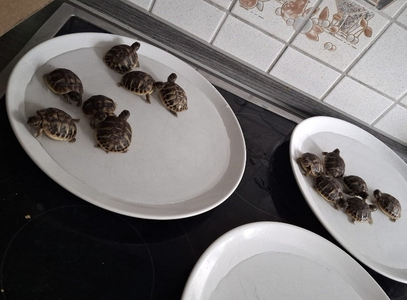 Griechische Landschildkröten zu verkaufen