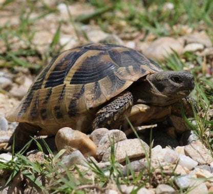Griechische Landschildkröten zu verkaufen