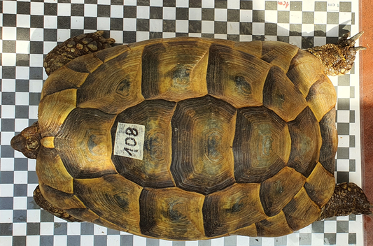 Weibliche Maurische Landschildkröte (adult)