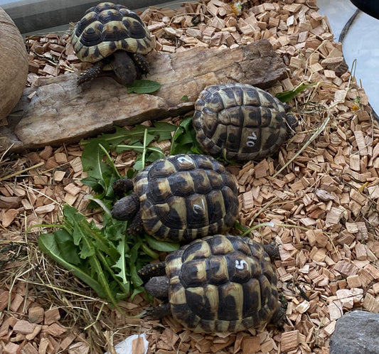 Griechische Landschildkröten -Nachzucht 2024 zu verkaufen