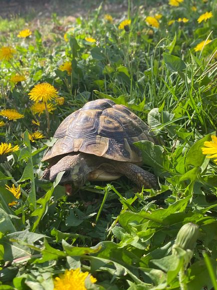Pärchen Griechische Landschildkröten, Testudo Hermanni Boettgeri (semi adult) aus 2018