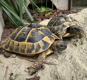 Griechische Landschildkröte 2 WEIBCHEN 19 Jahre alt (Testudo hermanni)