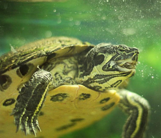 Wasserschildkröte