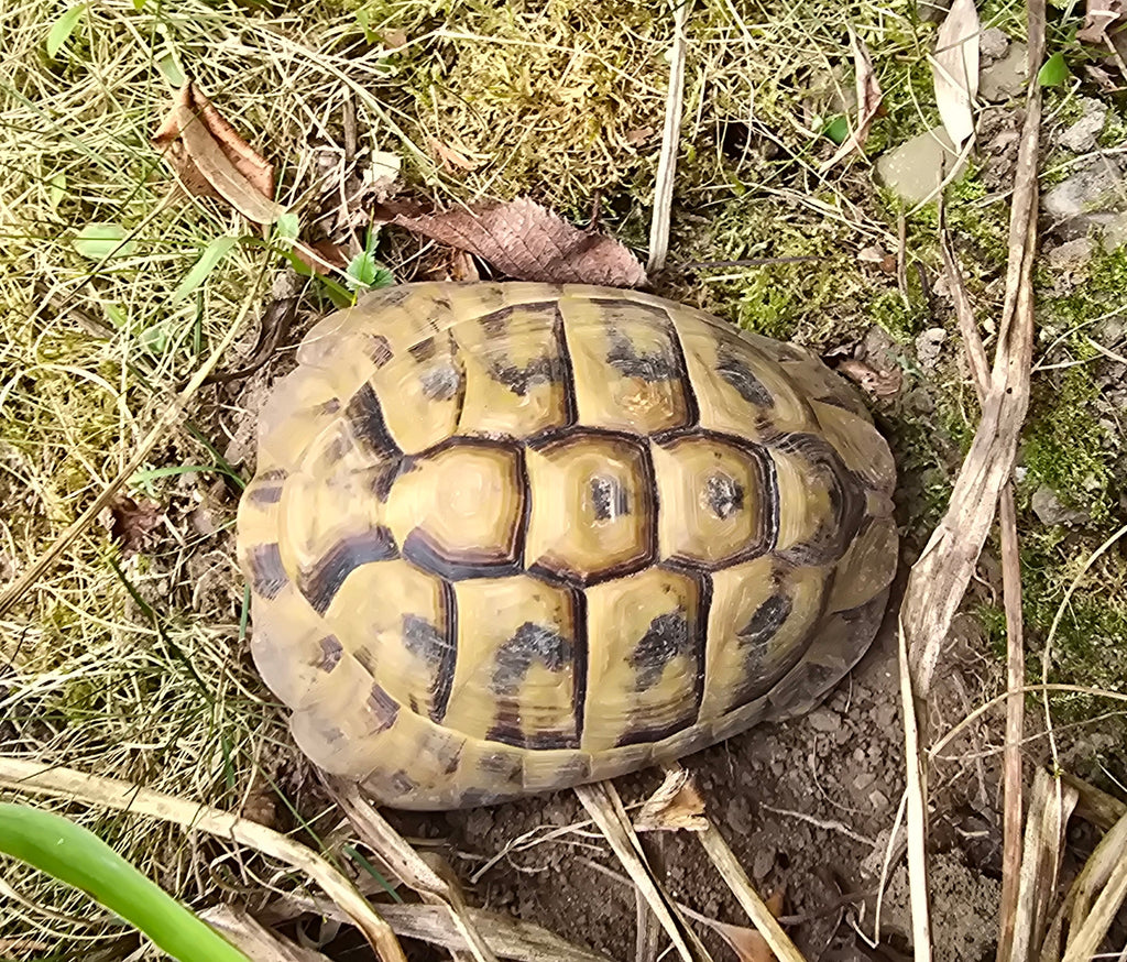 Griechische Landschildkröte Testudo hermanni