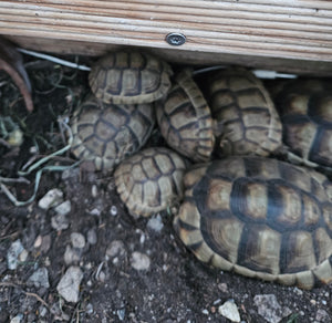 Breitrandschildkröten 2018 und 2020 abzugeben