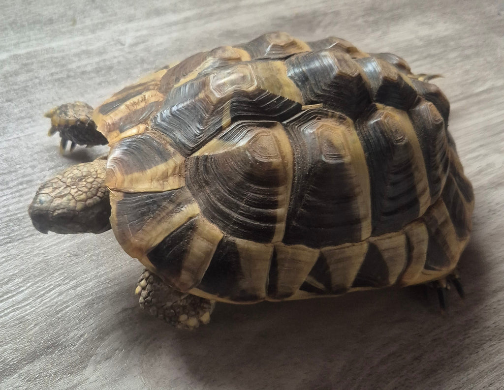 Landschildkröten