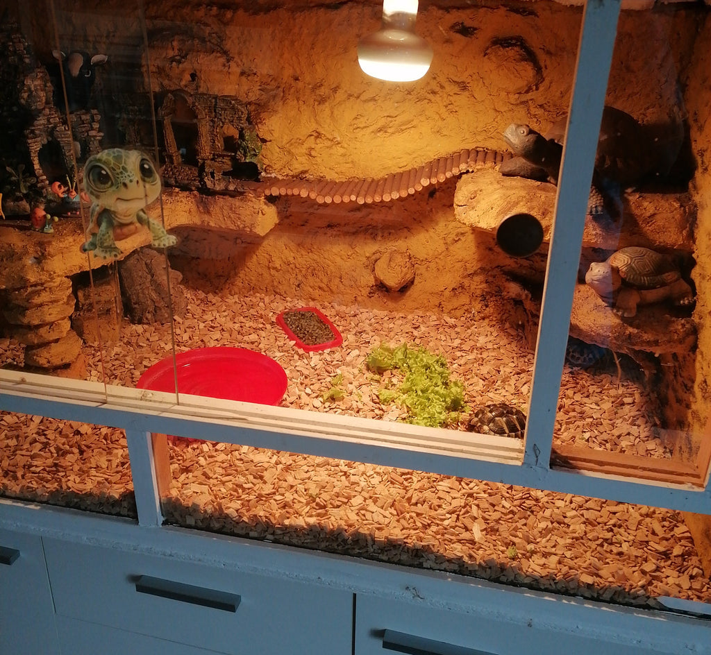 2 junge Landschildkroeten zu verkaufen
