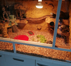 2 junge Landschildkroeten zu verkaufen
