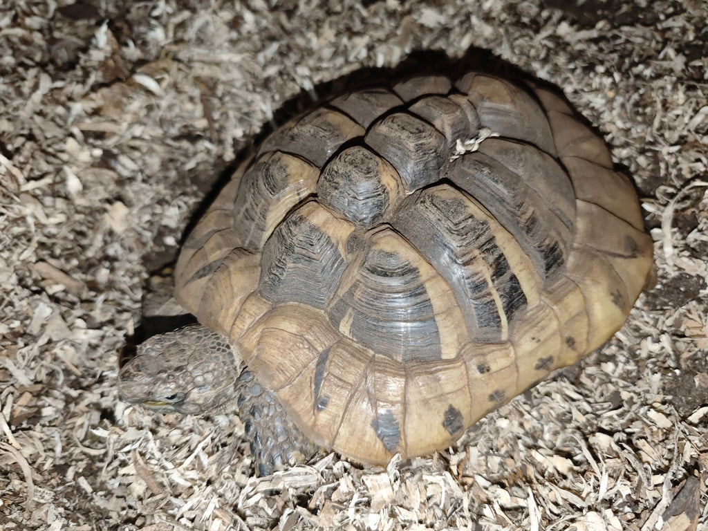 Zwei Männliche Griechische Schildkröten