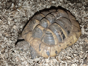Zwei Männliche Griechische Schildkröten