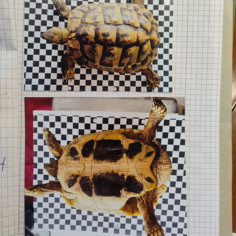 Griechische Landschildkröten