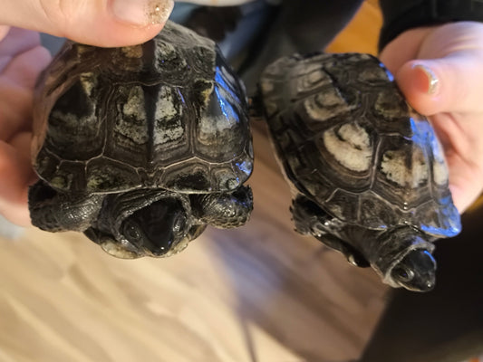 Chinesische Drei-Kiel Schildkröten