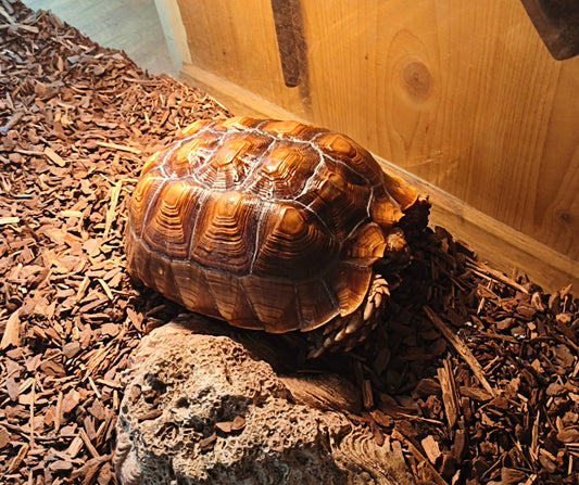 Schildkröte mit Zubehör abzugeben