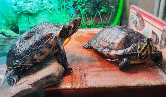 Gelbwangen - Wasserschildkröten