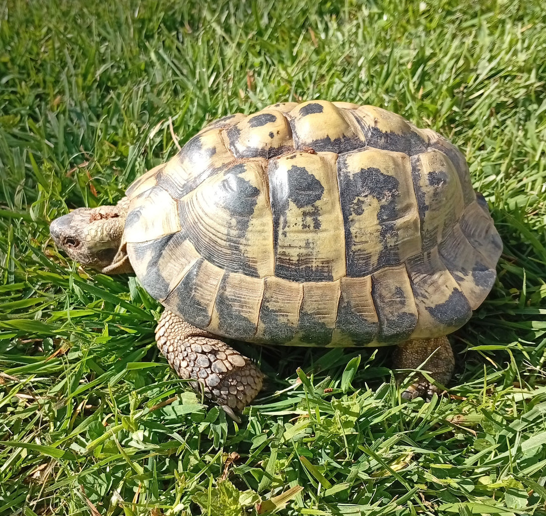Griechische Landschildkröte männlich