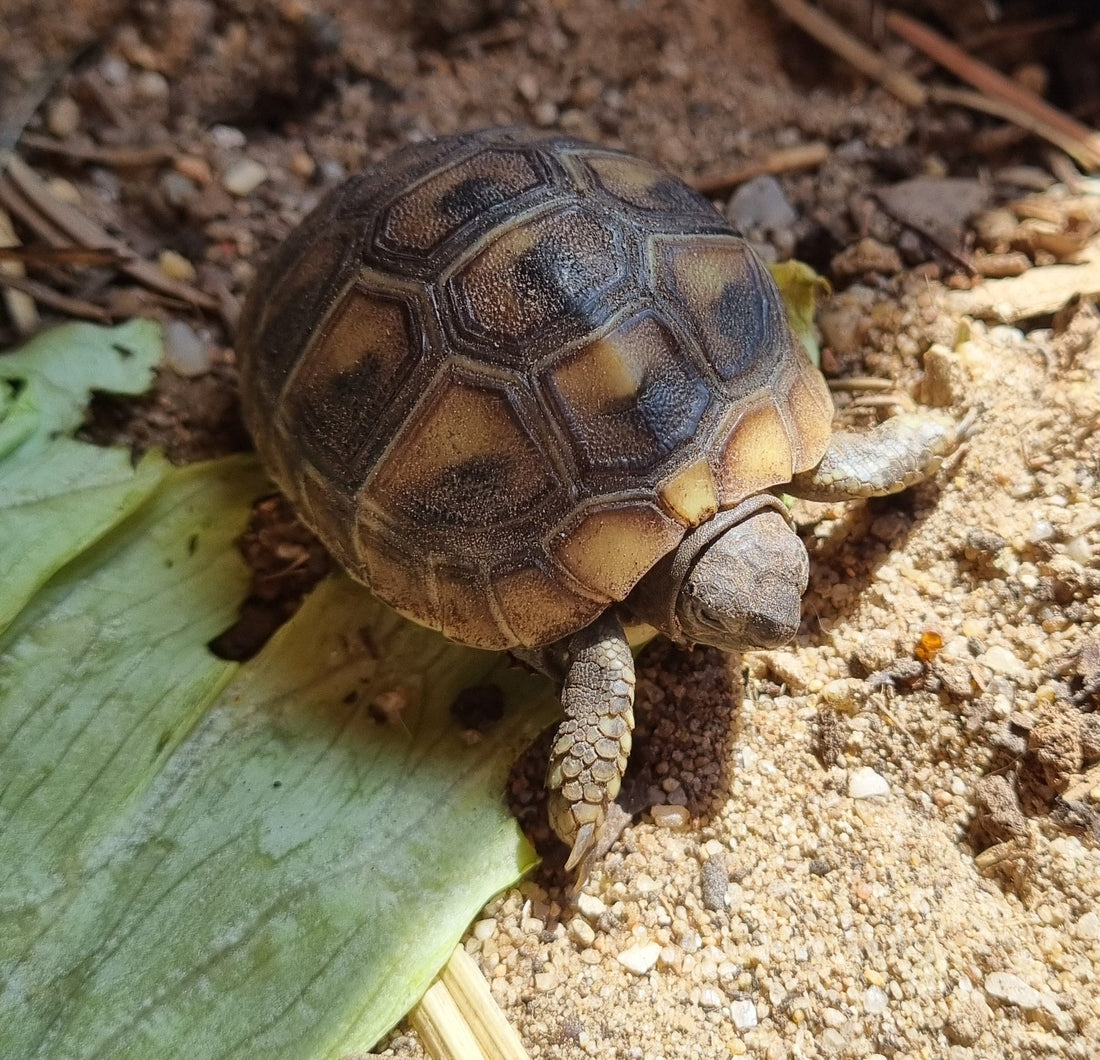 Griechische Landschildkröten NZ 2025