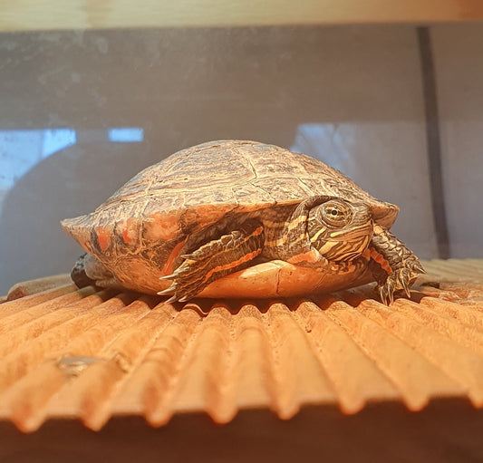 Chrysemys picta dorsalis (Sumpfschildkröte) zu verkaufen